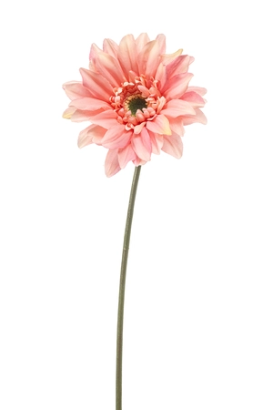 Gerbera spray REC pink 63cm