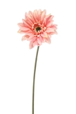 Gerbera spray REC pink 63cm