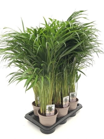 Goudpalm (Dypsis lutescens) 85cm hoog