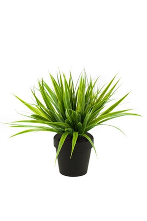 Grass bush 33cm green in black pot