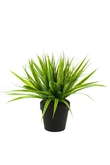 Grass bush 33cm green in black pot