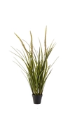 Grass foxtail x3 90cm