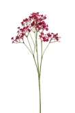 Gypsophila spray fuchsia 68cm