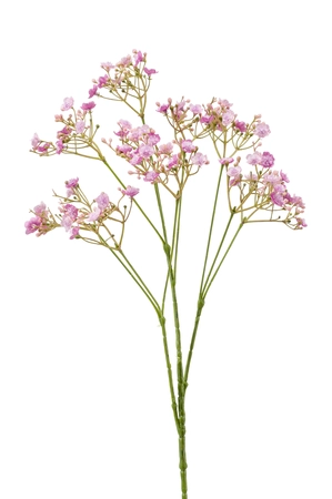 Gypsophila spray lilac 68cm