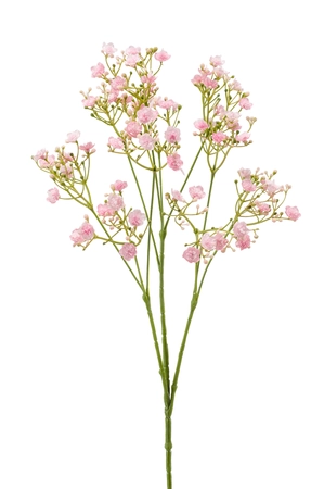 Gypsophila spray pink 68cm
