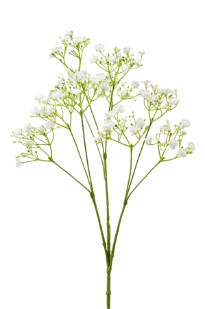 Gypsophila spray white 68cm