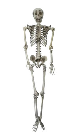Halloween Skelet H 153 cm