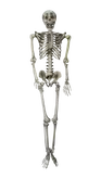 Halloween Skelet H 153 cm