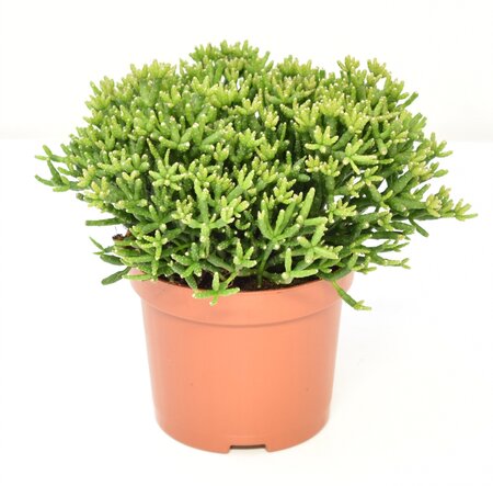 Hatiora Salicornioides