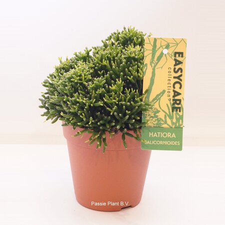 Hatiora Salicornioides