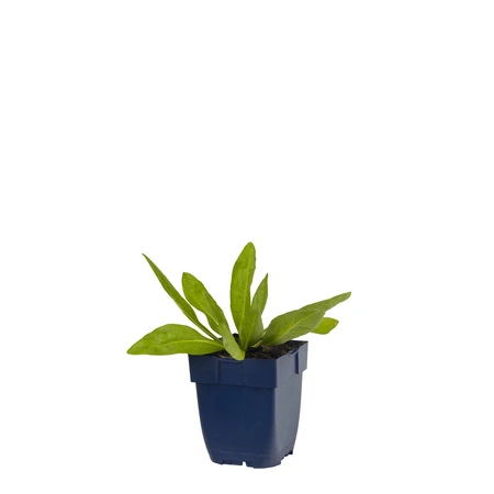 Helenium bigelovii 'The Bishop' - afbeelding 1