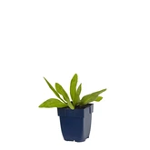 Helenium bigelovii 'The Bishop'