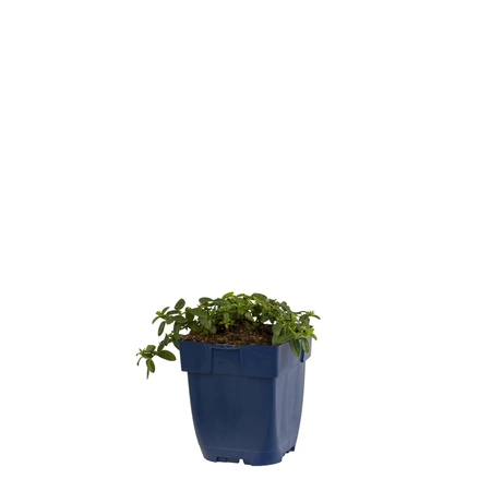 Helianthemum 'Cerise Queen' - afbeelding 1