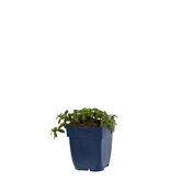 Helianthemum 'Cerise Queen'