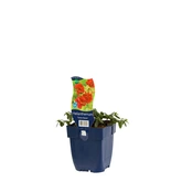 Helianthemum 'Cerise Queen' - afbeelding 2