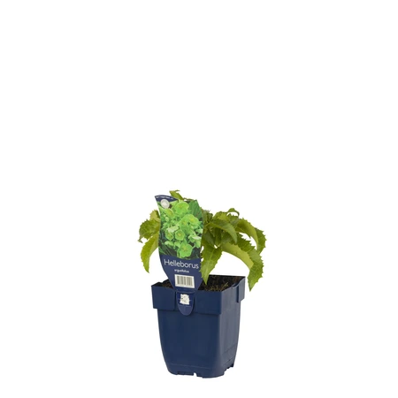 Helleborus argutifolius - afbeelding 2