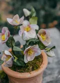 Helleborus bush green/purple in pot 33cm - afbeelding 2