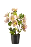 Helleborus bush green/purple in pot 33cm - afbeelding 1