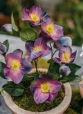 Helleborus bush plum in pot 33cm - afbeelding 2