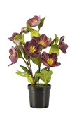 Helleborus bush plum in pot 33cm - afbeelding 1