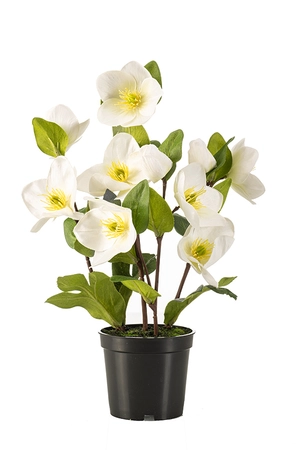 Helleborus bush white in pot 33cm