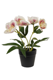 Helleborus cream in pot 21cm