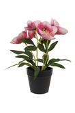 Helleborus pink in pot 21cm
