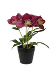 Helleborus purple in pot 21cm