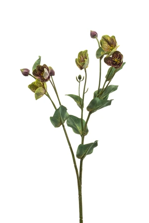 Helleborus spray green/purple 52cm