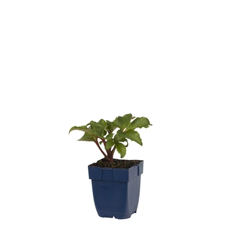 Helleborus sternii - afbeelding 2