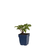 Helleborus sternii - afbeelding 2