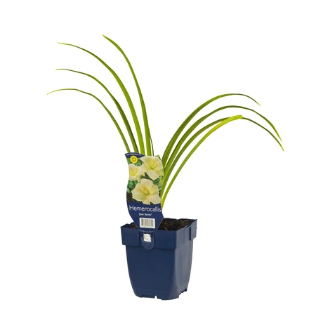 Hemerocallis 'Joan Senior' - afbeelding 1