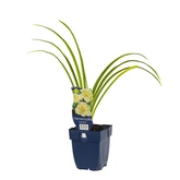 Hemerocallis 'Joan Senior' - afbeelding 2