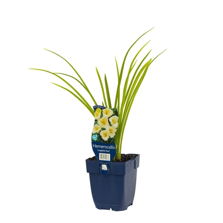 Hemerocallis 'Longfields Pearl'