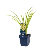 Hemerocallis 'Longfields Pearl'