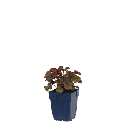 Heuchera 'Melting Fire' - afbeelding 1