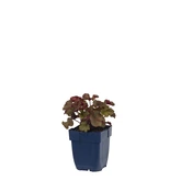 Heuchera 'Melting Fire'