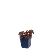 Heuchera micr. 'Palace Purple'