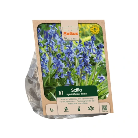 Hyacinthoides hispanica Blue per 10