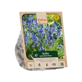 Hyacinthoides hispanica Blue per 10