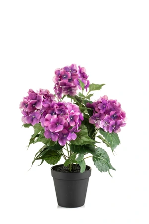 Hydrangea bush fuchsia 40cm in black pot