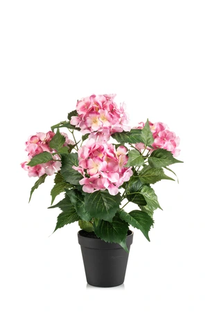 Hydrangea bush pink 38cm in plastic pot d11cm