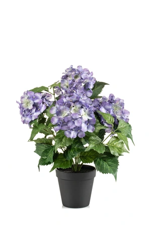Hydrangea bush purple 38cm in plastic pot d11cm