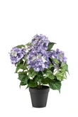 Hydrangea bush purple 38cm in plastic pot d11cm