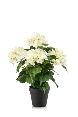 Hydrangea bush white/green 38cm in plastic pot d11cm