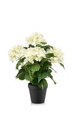 Hydrangea bush white/green 38cm in plastic pot d11cm