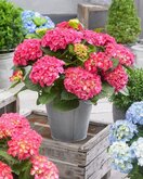 Hydrangea, roze