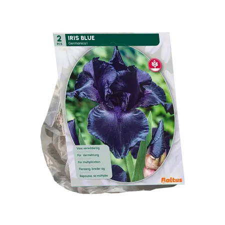 Iris Germanica, Donkerblauw per 2
