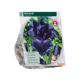 Iris Germanica, Donkerblauw per 2