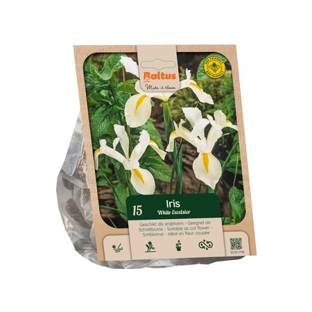 Iris Hollandica White Excelsior per 15